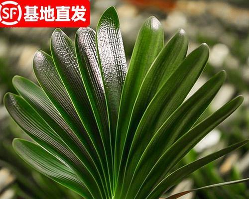 小叶君子兰矮苗的正确养护方法是什么？