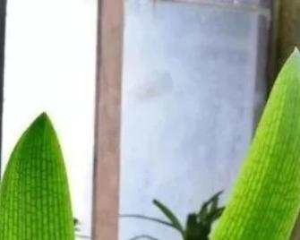 小叶君子兰矮苗的正确养护方法是什么？