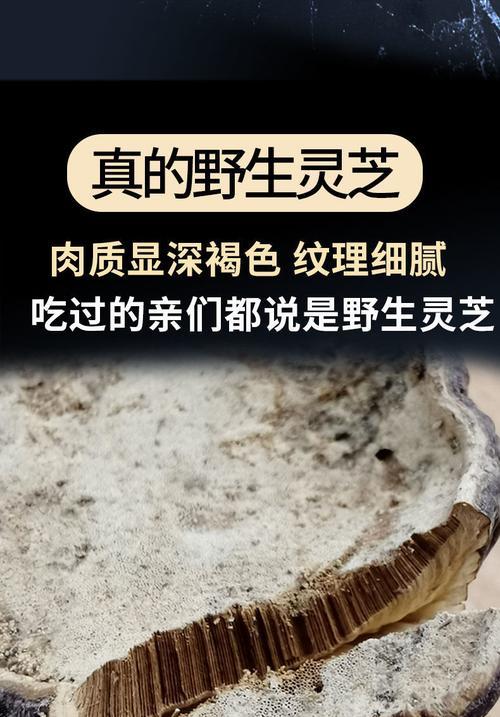 云芝栽培技术要点是什么？云芝栽培需要注意哪些问题？