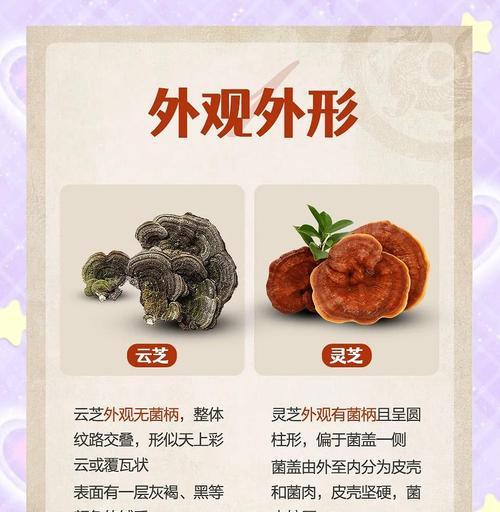 云芝栽培技术要点是什么？云芝栽培需要注意哪些问题？