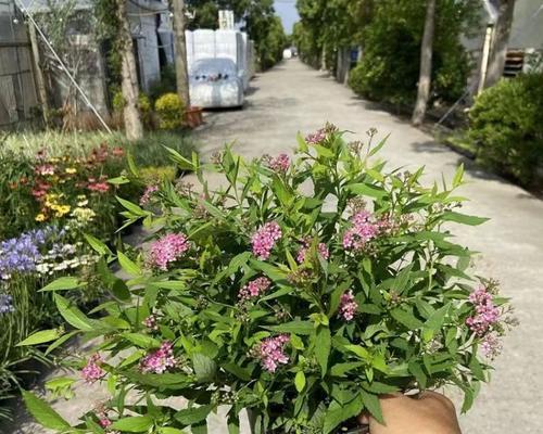 如何将菊花培养成木本植物？