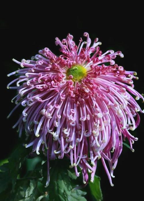 如何将菊花培养成木本植物？