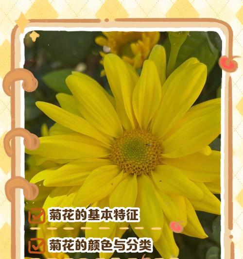如何将菊花培养成木本植物？