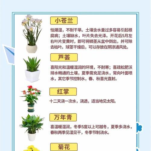 君子兰整齐生长的养护技巧有哪些？