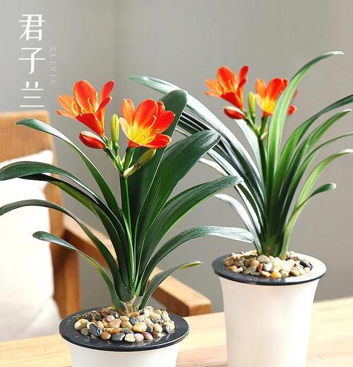 君子兰整齐生长的养护技巧有哪些？