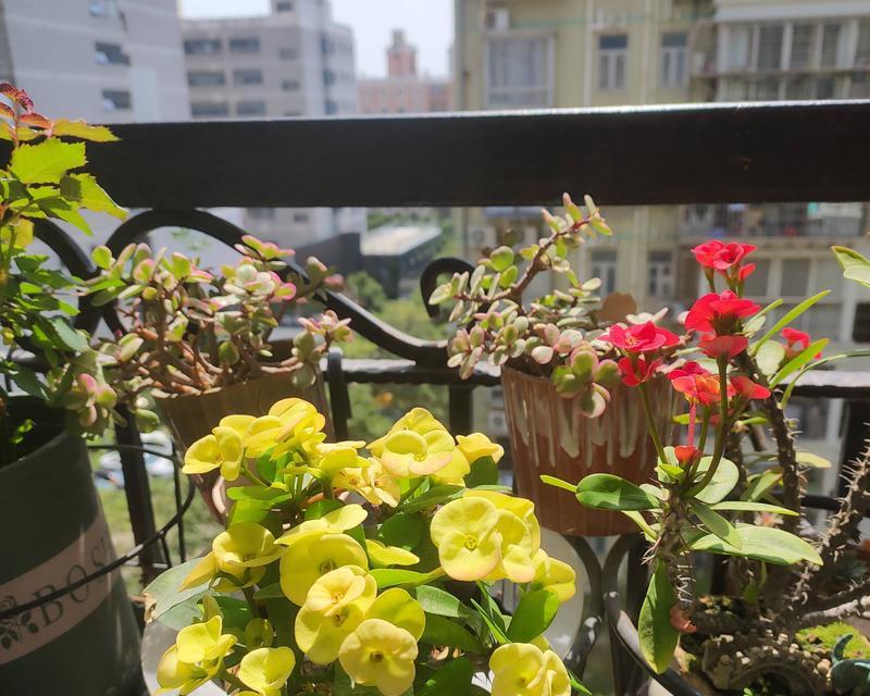 阳台摆放花卉的最佳位置在哪里？