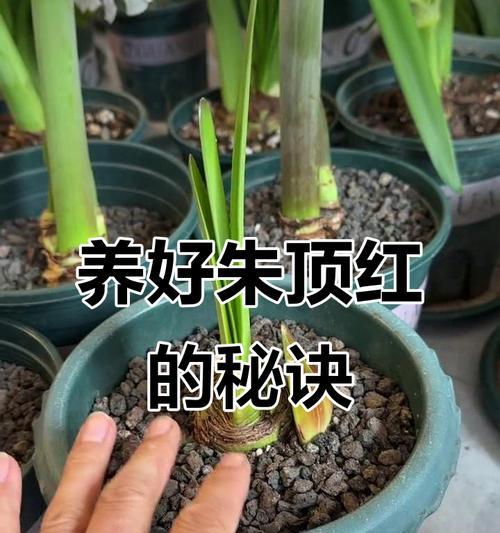 朱顶红剪根的必要性及其原因是什么？