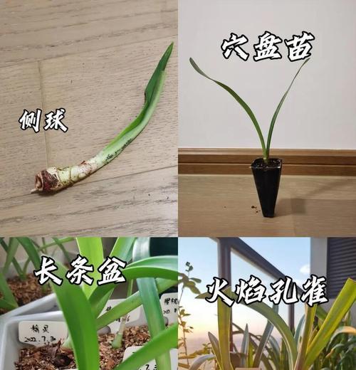 朱顶红剪根的必要性及其原因是什么？