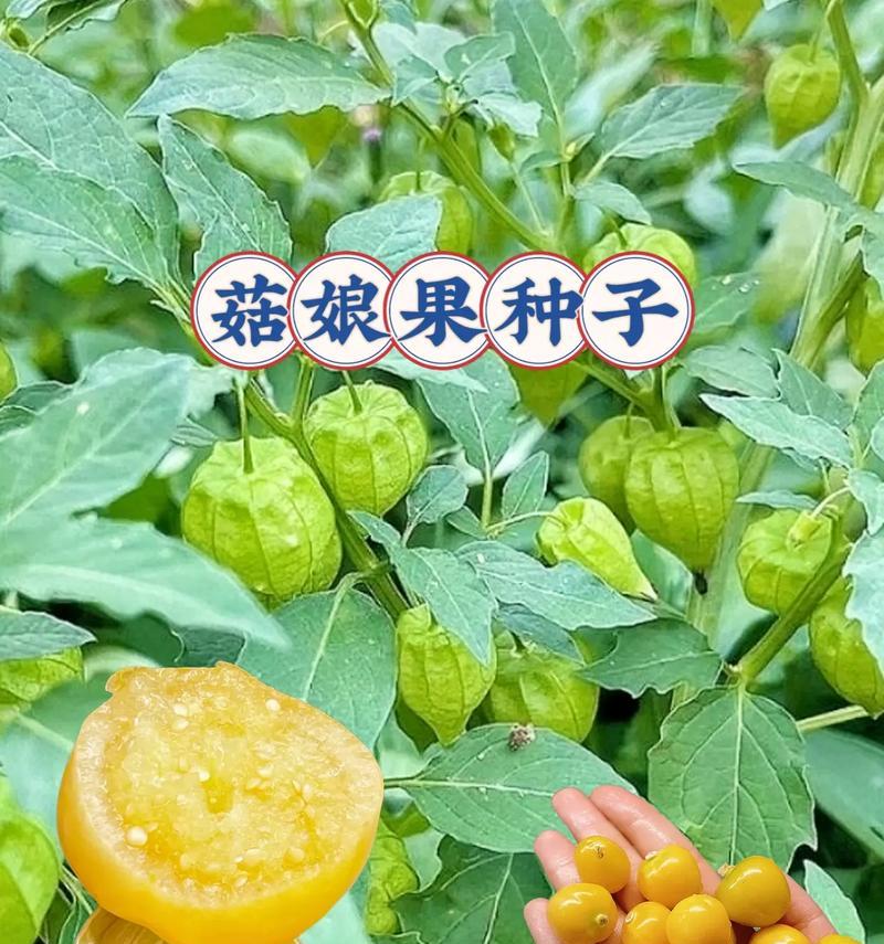姑娘果播种的最佳季节是什么时候？