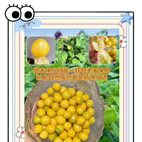 姑娘果播种的最佳季节是什么时候？