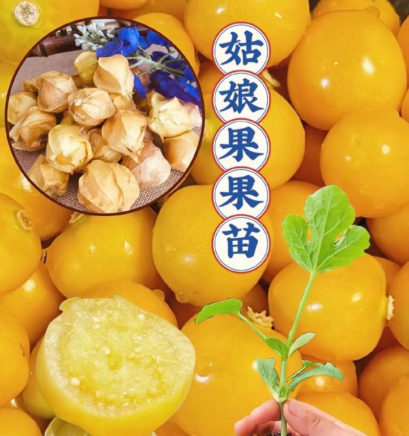 姑娘果播种的最佳季节是什么时候？