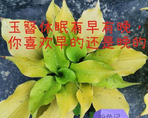 玉簪叶子夏天发黄发软的原因？如何解决？