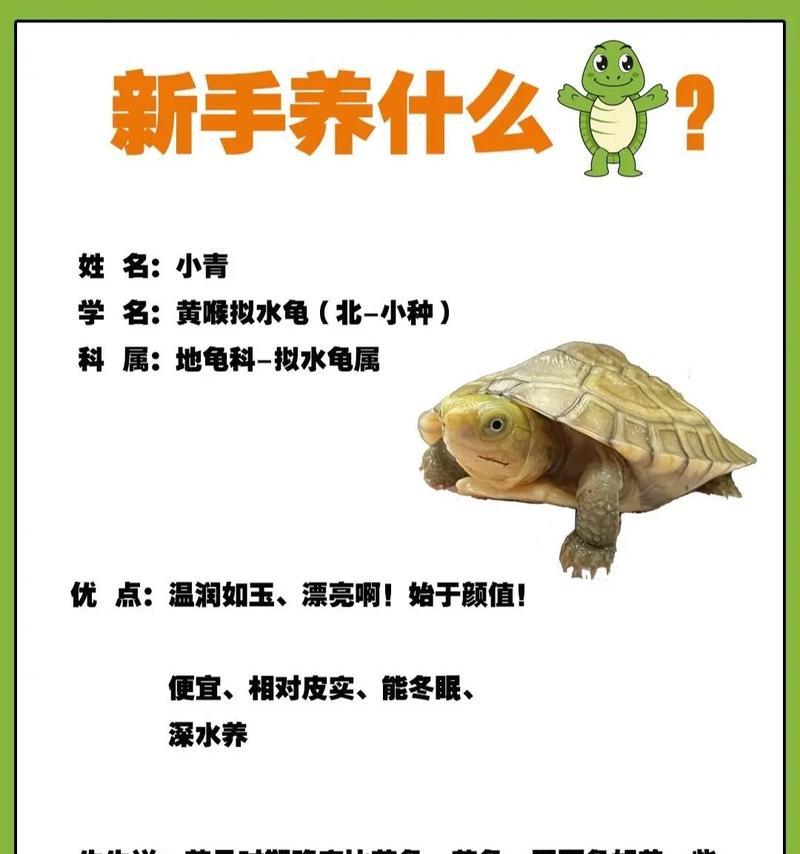 适合小青龟的水生植物有哪些？