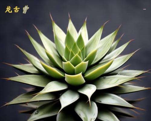适合小青龟的水生植物有哪些？