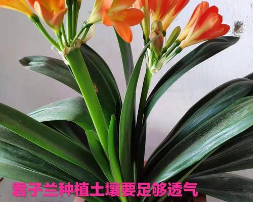 君子兰像树叶和松针混合的正确方法是什么？
