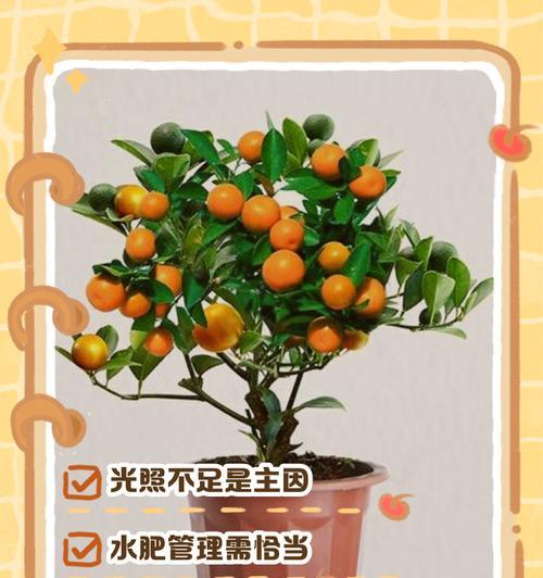 夏季橘子树叶子发黄枯萎的处理方法？