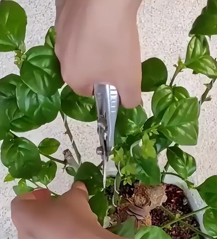 三角梅刚开花要怎么打枝？修剪的最佳时机和方法是什么？