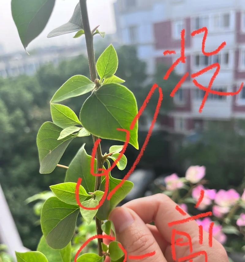 三角梅刚开花要怎么打枝？修剪的最佳时机和方法是什么？
