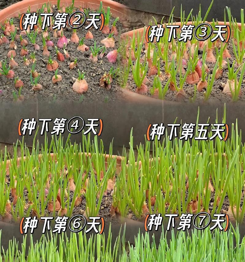 6月大葱播种的正确步骤是什么？