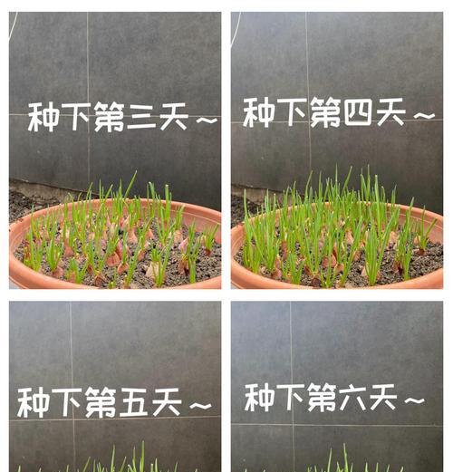 6月大葱播种的正确步骤是什么？