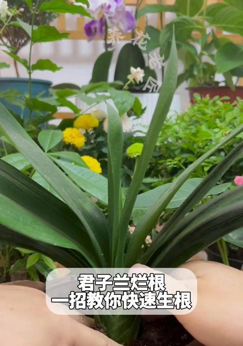 君子兰提升亮度的快速方法有哪些？