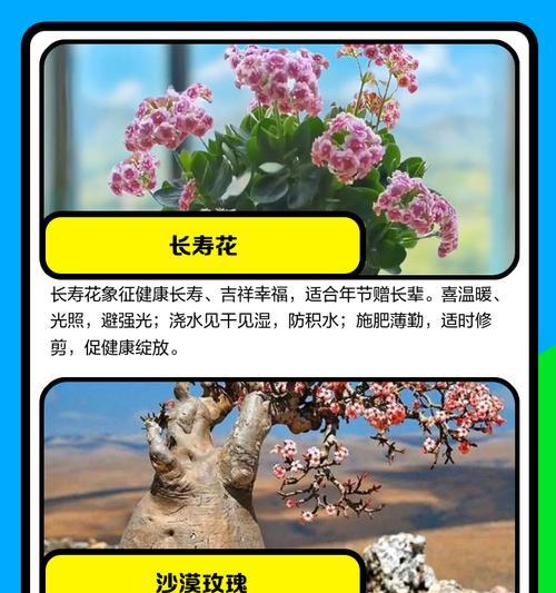 广西阳台花卉种植指南？