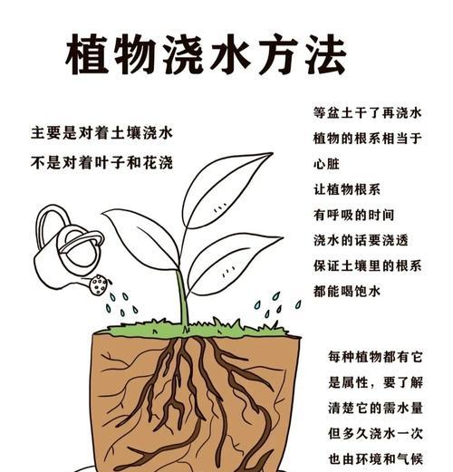 广西阳台花卉种植指南？