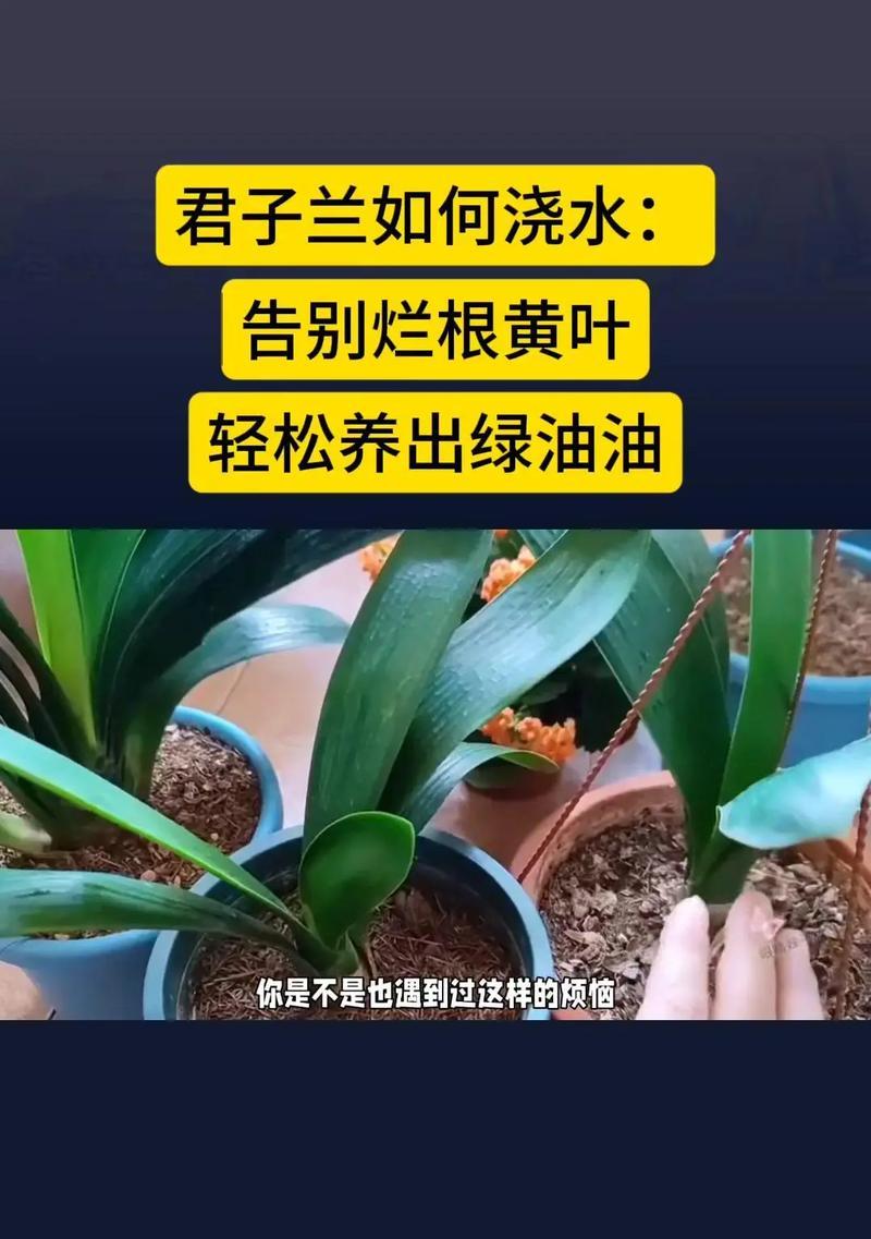 君子兰浇水时如何确保浇透？