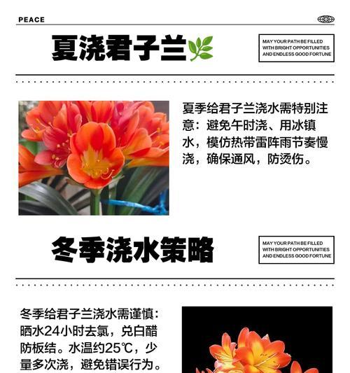 君子兰浇水时如何确保浇透？