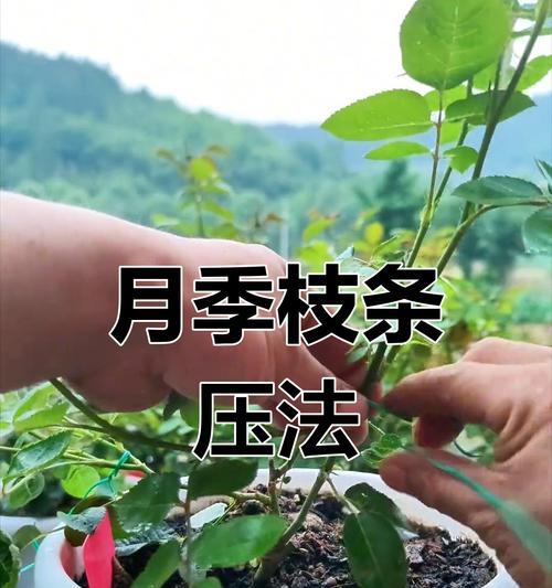 如何促进嫁接月季多长枝条？