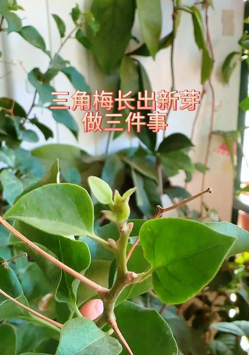 三角梅苗子如何挑选？挑选技巧是什么？