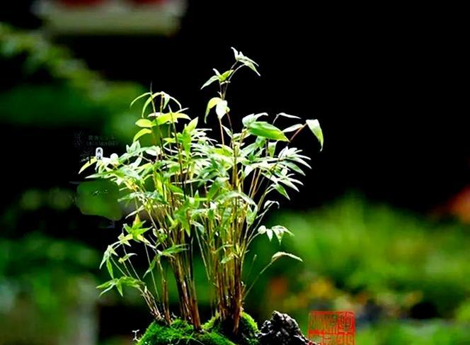 土培养竹子盆景的正确养护方法是什么？