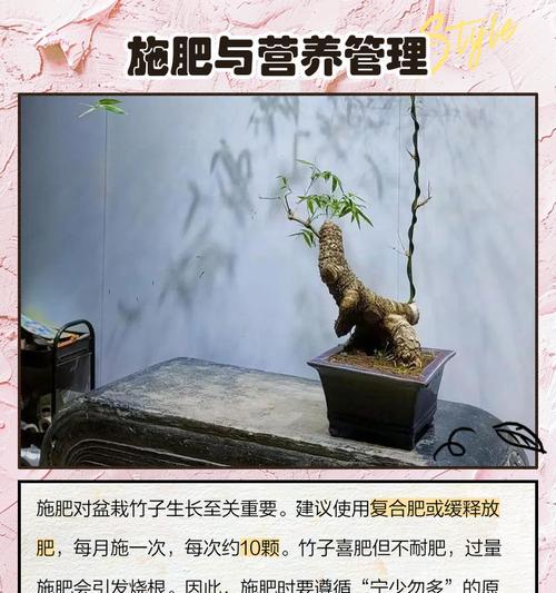 土培养竹子盆景的正确养护方法是什么？
