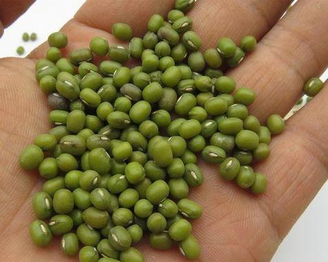 播种绿豆的时间是什么时候？最佳播种季节和方法是什么？