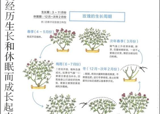 多久能繁殖一次花卉苗？繁殖方法有哪些？