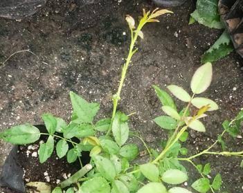 多久能繁殖一次花卉苗？繁殖方法有哪些？