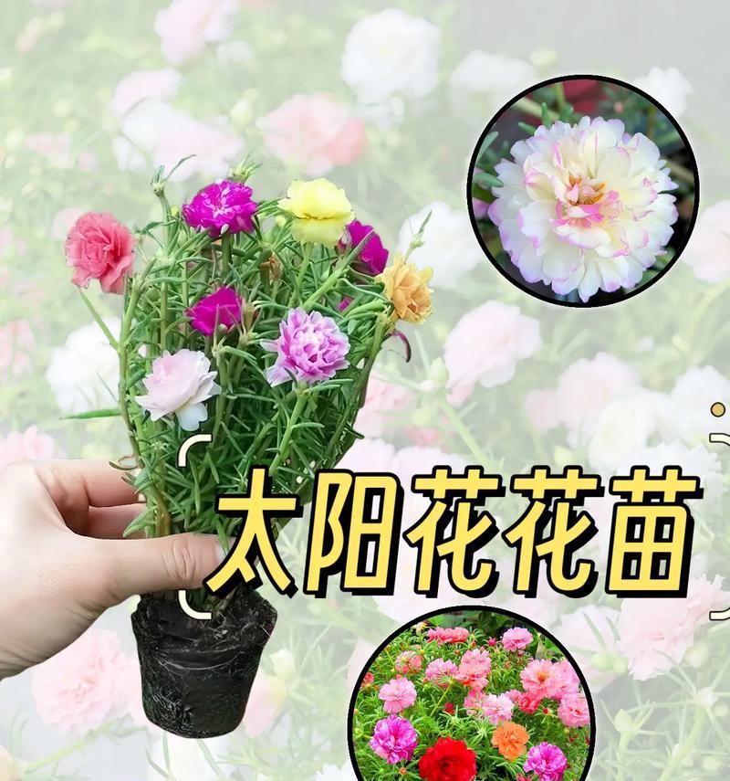 多久能繁殖一次花卉苗？繁殖方法有哪些？