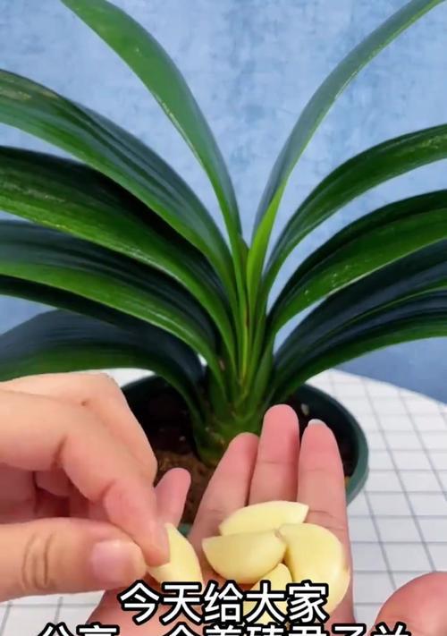 蒜头茎君子兰品种特点是什么？