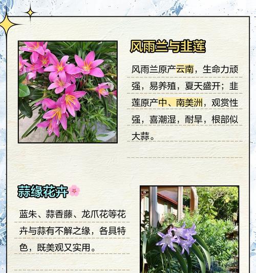蒜头茎君子兰品种特点是什么？