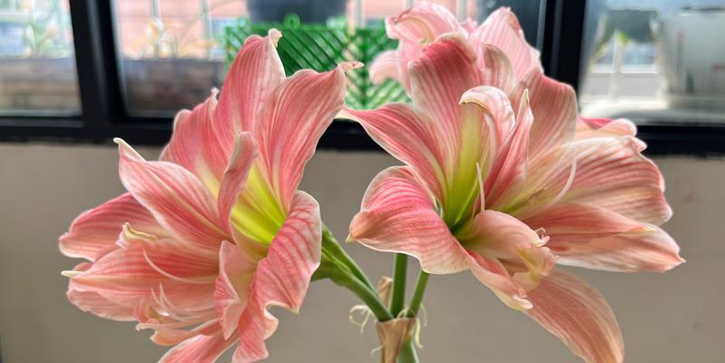 德芙朱顶红开花时的特征有哪些？