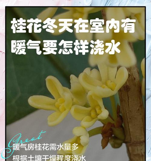 东北植物冬季如何正确浇水？有哪些技巧？