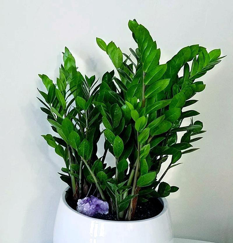 哪些是顶级观赏植物品种？如何选择适合自己的观赏植物？