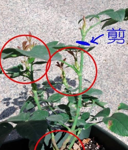 藤本月季冬剪怎么修剪？修剪后如何管理？