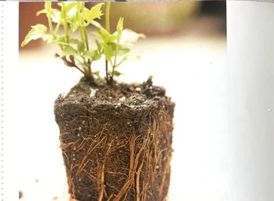 铁线莲根芽子的种植方法是什么？