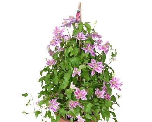 铁线莲根芽子的种植方法是什么？