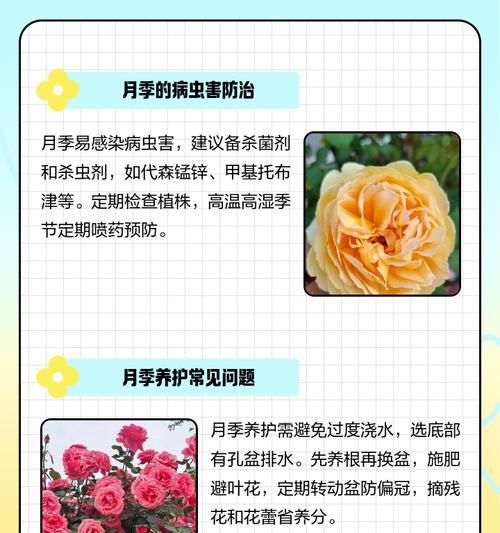 咖啡粉能用来养月季吗？咖啡粉养月季的方法是什么？