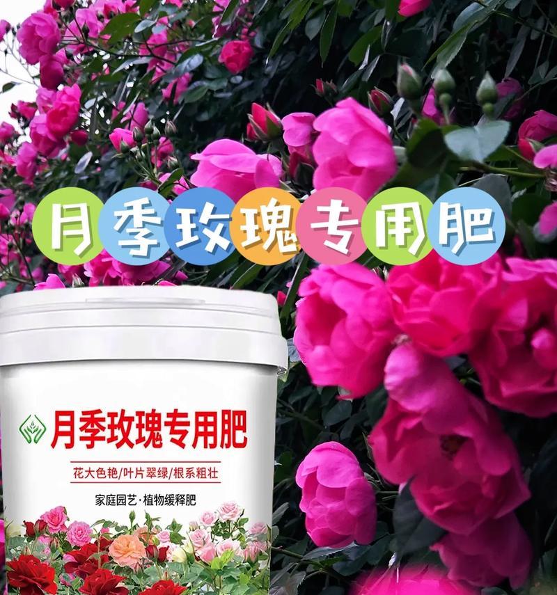 咖啡粉能用来养月季吗？咖啡粉养月季的方法是什么？