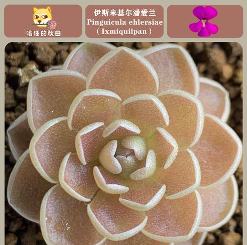 偏爱兰科植物的种类和特点是什么？