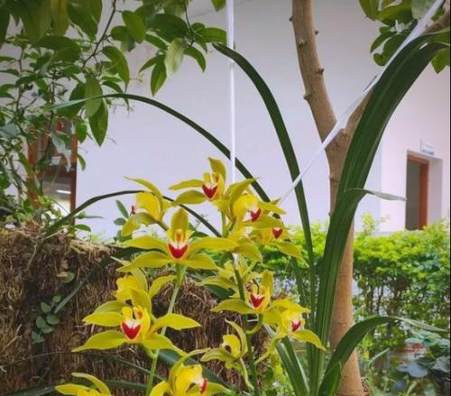 偏爱兰科植物的种类和特点是什么？