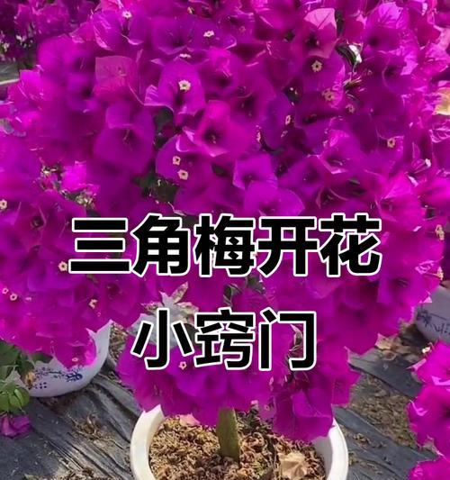 三角梅控水困难时应如何处理？